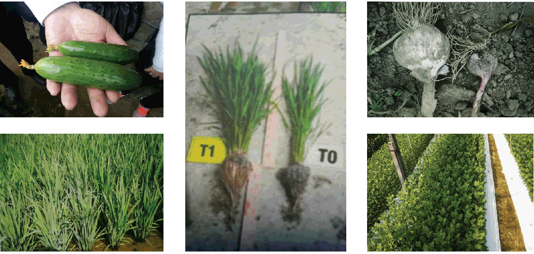 What is SOILTOPIA?